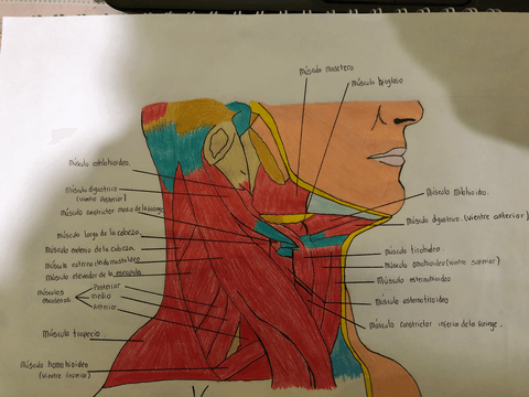 musculos-del-cuello.pdf