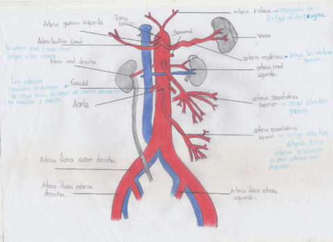Arterias-del-cuerpo-humano.pdf