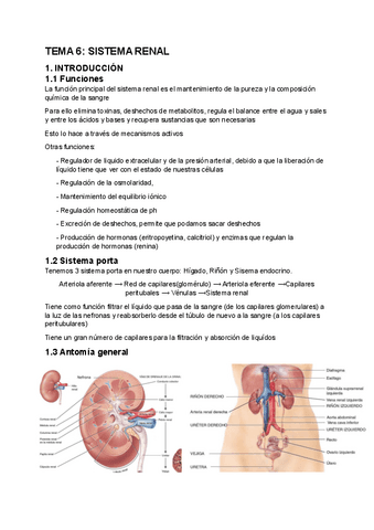 Tema-6-Sistema-Renal.pdf