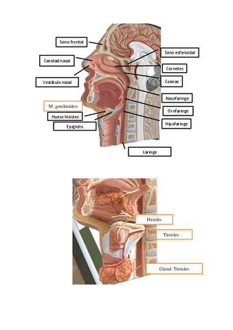 Oral-3.pdf