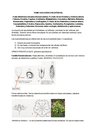 Tema-12.1-Eudicotiledoneas.pdf