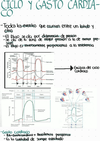 Ciclo-y-gasto-cardiaco.pdf