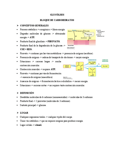 Resumen-de-glucolisis.pdf