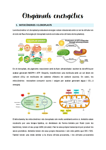 Tema-4-Organuls-energetics.pdf