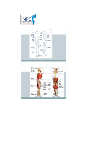 Original-manual-de-podologia-clinica-13.pdf