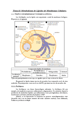 Tema-11-ByM.pdf