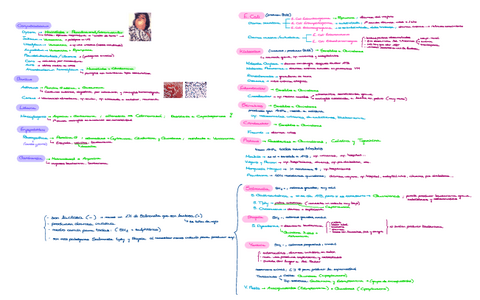 Resumen-bacterias.pdf