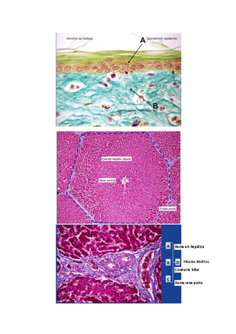 Fotos-histo-pregunta-subir-nota.pdf