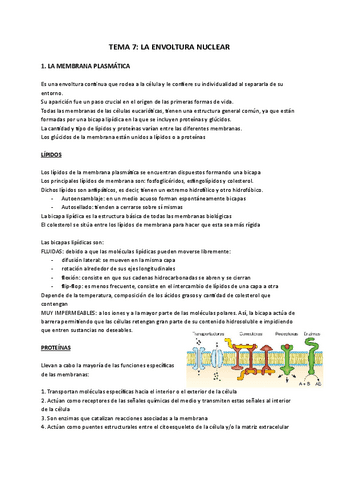 tema-8-la-envoltura-nuclear-Documentos-de-Google.pdf