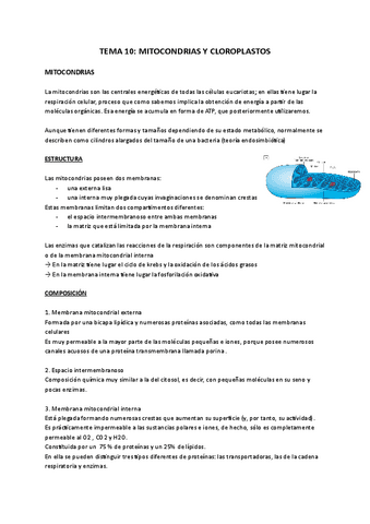 tema-11-mitocondrias-y-cloroplastos-Documentos-de-Google.pdf
