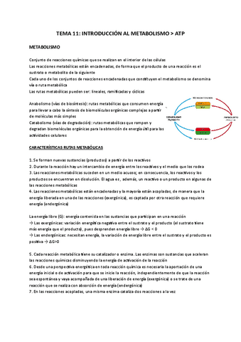 tema-12-introduccion-al-metabolismo--ATP-Documentos-de-Google.pdf