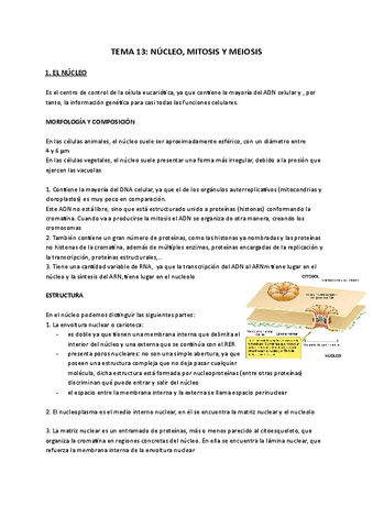 tema-14-nucleo-mitosis-y-meiosis-Documentos-de-Google.pdf