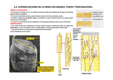 Tema-01-La-celula-vegetal.pdf