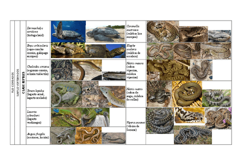 Tablas-visu-cordados-vertebrados-parte-2.pdf
