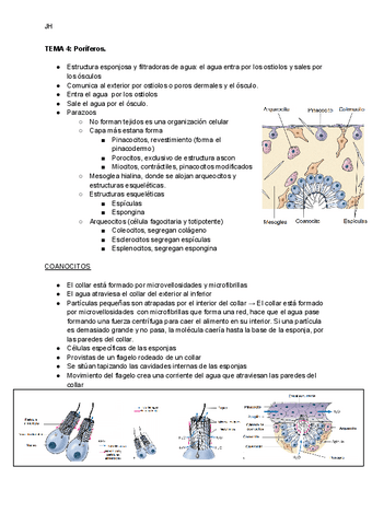 TEMA-4-Poriferos.pdf