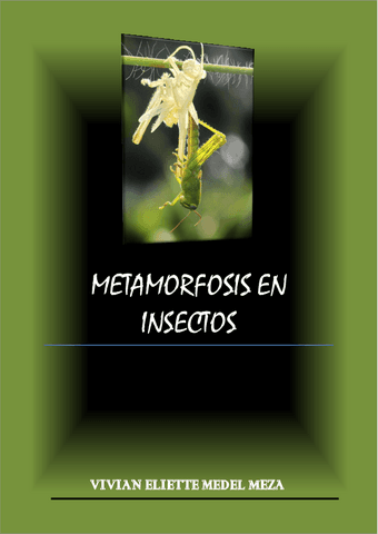 METAMORFOSIS-EN-INSECTOS.pdf