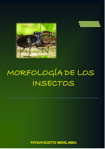 MORFOLOGIA-DE-LOS-INSECTOS.pdf