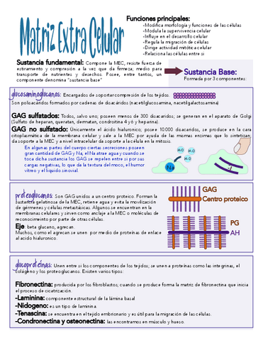 1.MEC-y-Fibras-1.pdf