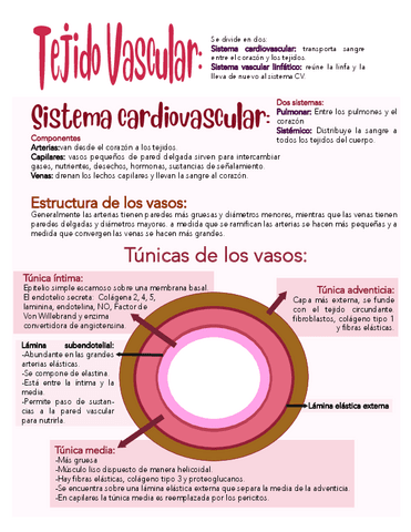 2.Tejido-vascular-1.pdf