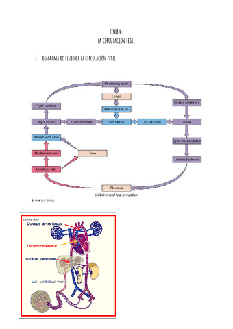 TEMA-4-BIOLOGIA-DEL-DESARROLLO.pdf