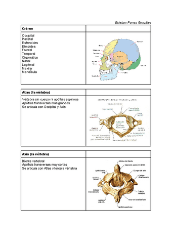 Anatomia-tronco.pdf