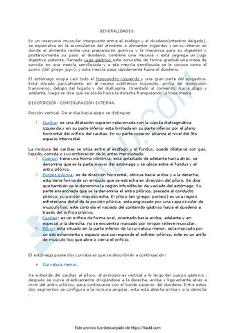 Estomago.pdf