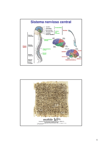285024Lec-5.6-sistema-nervioso-4-2x.pdf