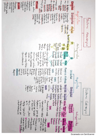 Esquema-sistemas-adrenergico-y-colinergico.pdf