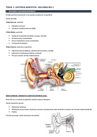 Sistema-auditivo.pdf