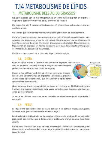 T.14-METABOLISME-DE-LIPIDS.pdf