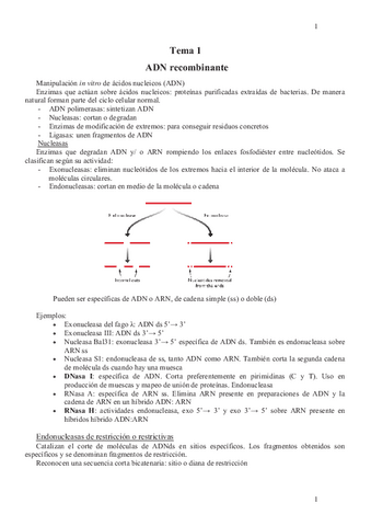 Genetica-Primer-Parcial.pdf