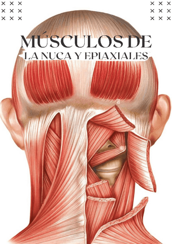 musculos-de-la-nuca-y-medula-espinal.pdf