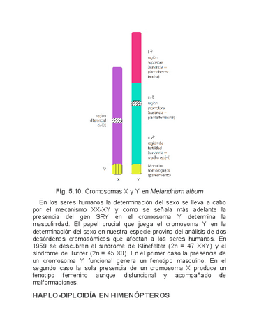 Genetica-Humana-VIII.pdf