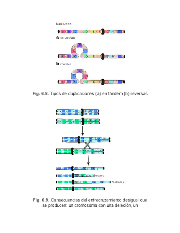 Genetica-Humana-X.pdf