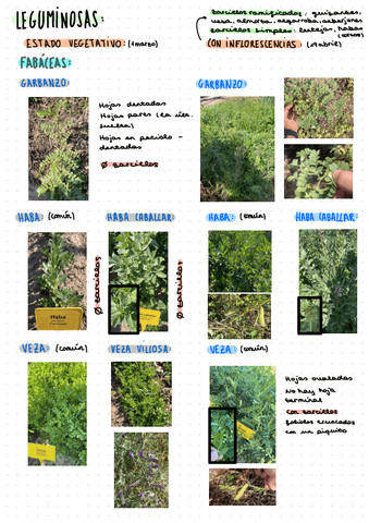 PL3-y-7.-Fabaceas.pdf