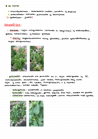 PL4.-Solanaceas-y-Cucurbitaceas.pdf