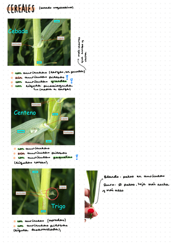 PL3.-Cereales-vegetativa.pdf