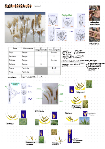 PL5.-Cereales-solo-espiga.pdf