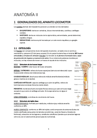 ANATOMIA-II.pdf