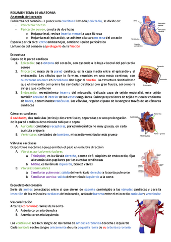 RESUMEN-TEMA-19-ANATOMIA.pdf