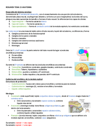 RESUMEN-TEMA-15-ANATOMIA.pdf