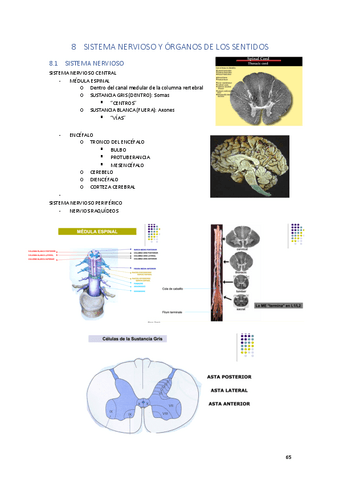 tema-8-anatomia.pdf