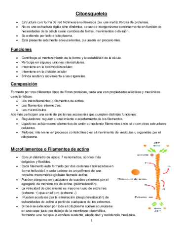 Citoesqueleto resumen.pdf