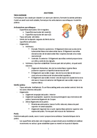 ANATOMIA.-tren-inferior-apunts.pdf