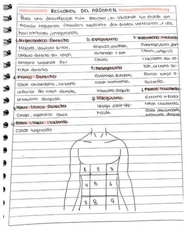 Regiones-del-abdomen.pdf