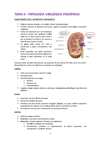 6.-Patologia-urologica-pediatrica.pdf