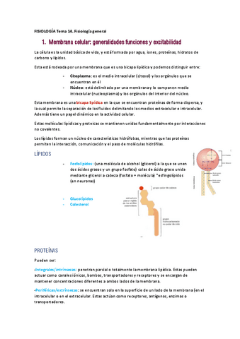 FISIOLOGIA-Tema-14.pdf