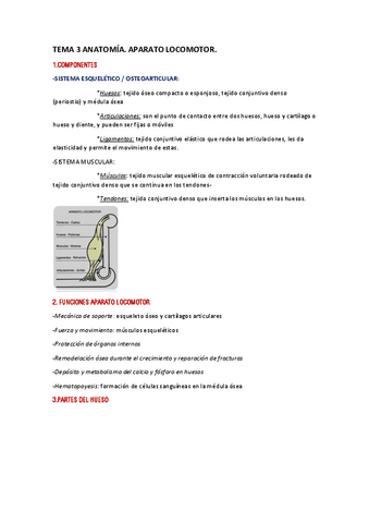 TEMA-3-ANATOMIA.pdf