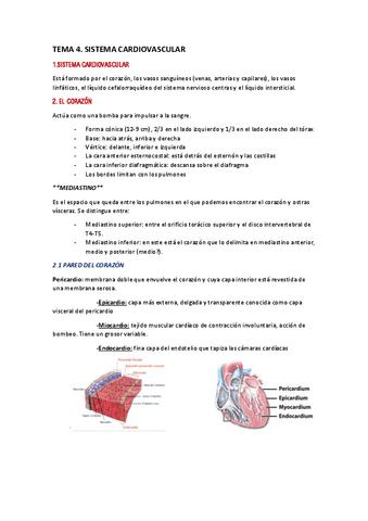 TEMA-4-ANATOMIA.pdf