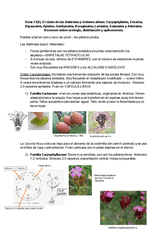 Tema-12.2 Astéridas.pdf